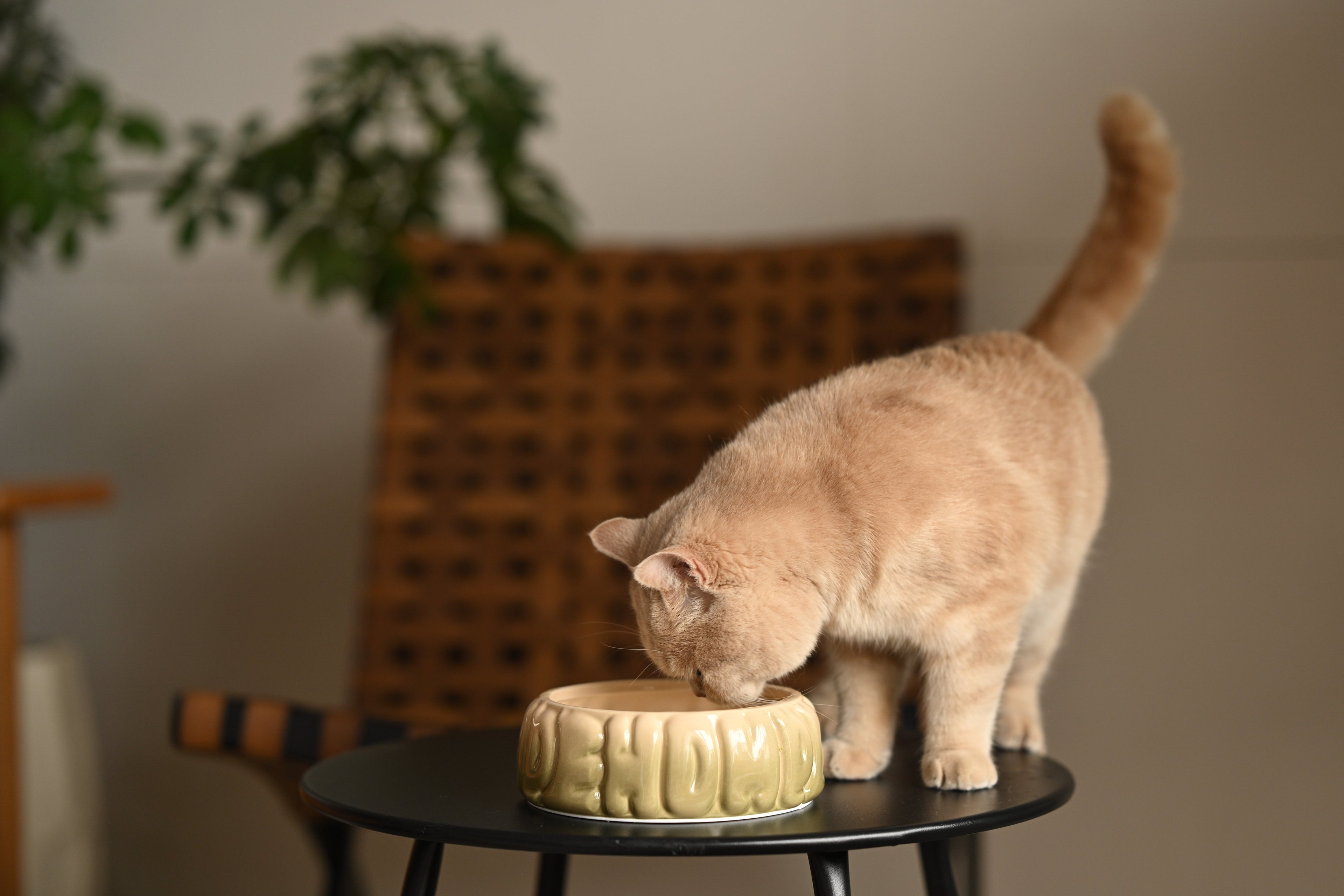 ทำไมชามสำหรับสัตว์เลี้ยงเซรามิกดีกว่าชามซิลิโคน?