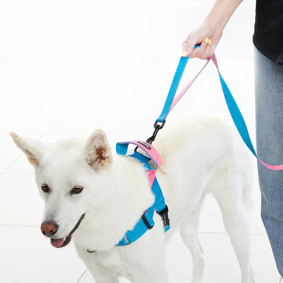 LEASHES
