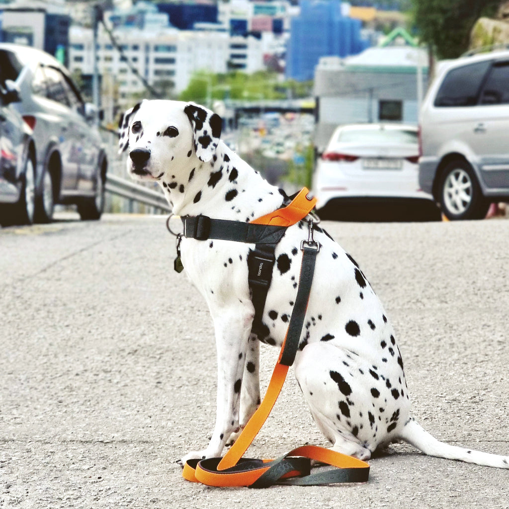 [BOONDOG] 0109 Harness Aqua Pink