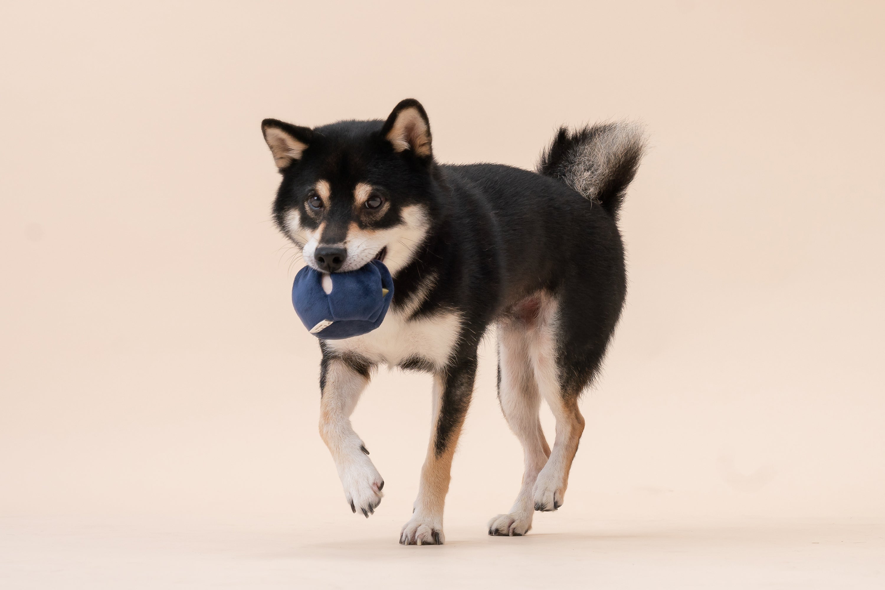 PARADISE PET TOY- ANEMONE