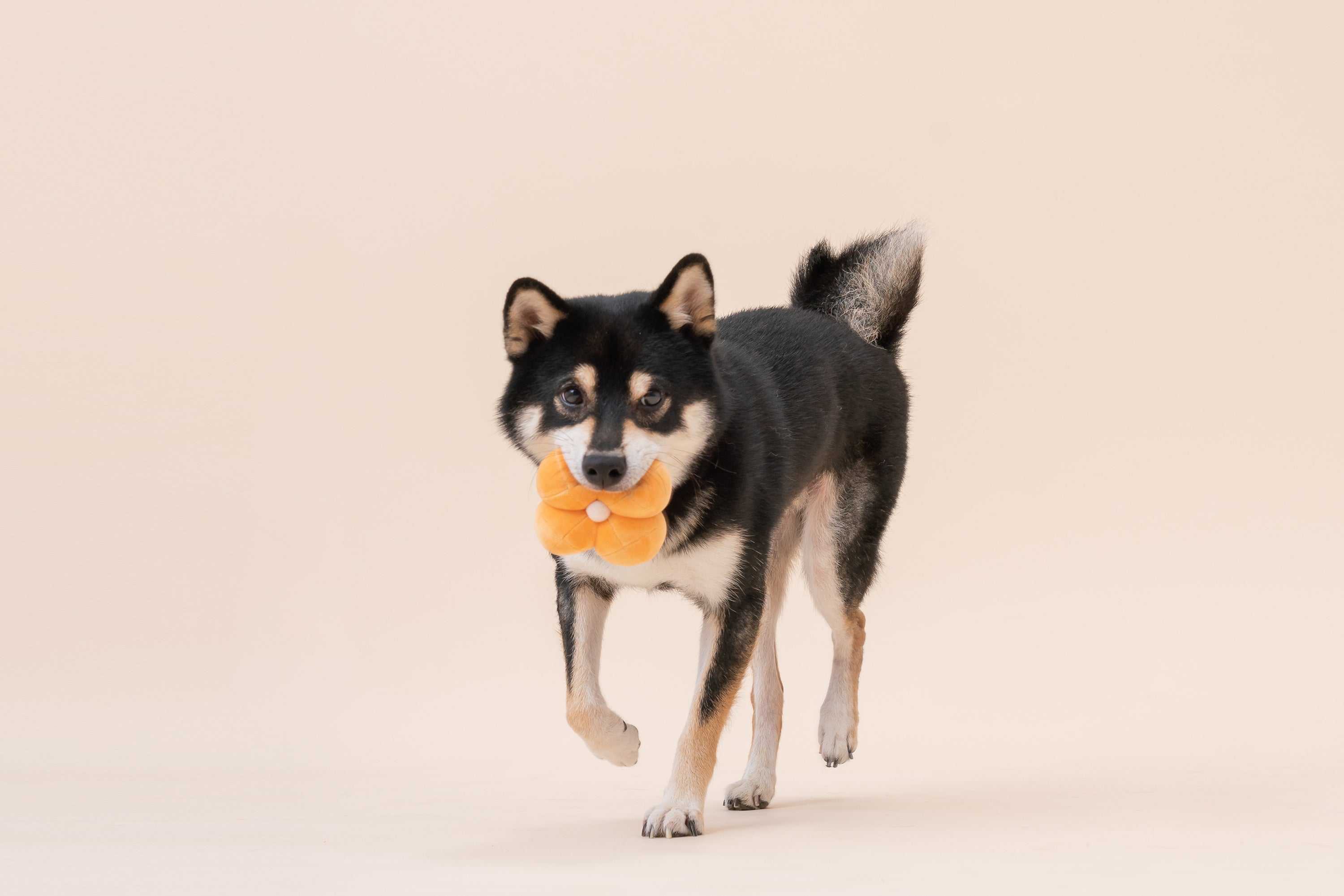 PARADISE PET TOY- ERYSIMUM