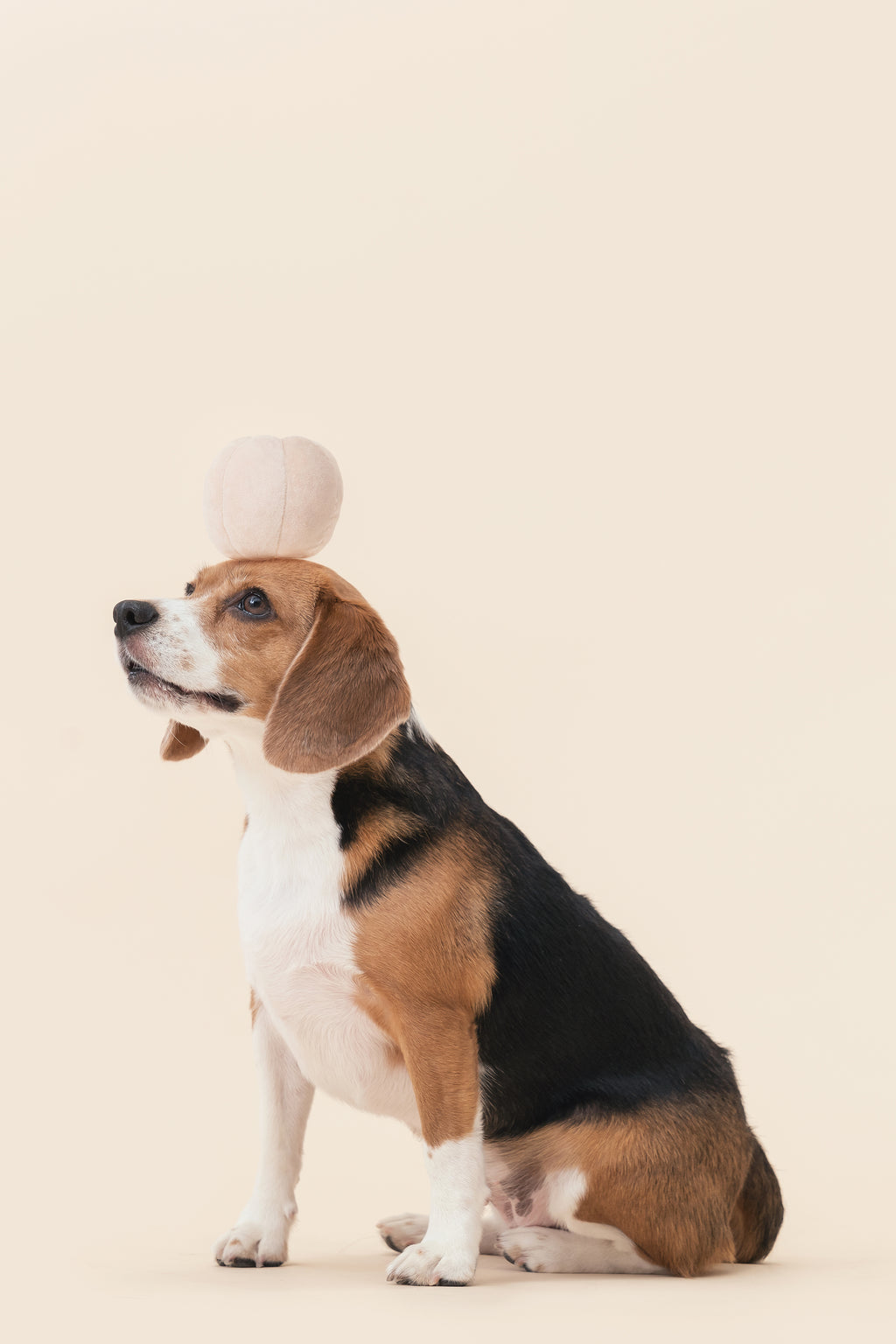 Pehom-PARADISE PET TOY - CUCURBIT