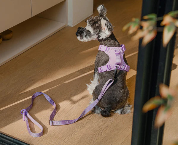 PADDED ACTIVE PET LEASH - APRICOT