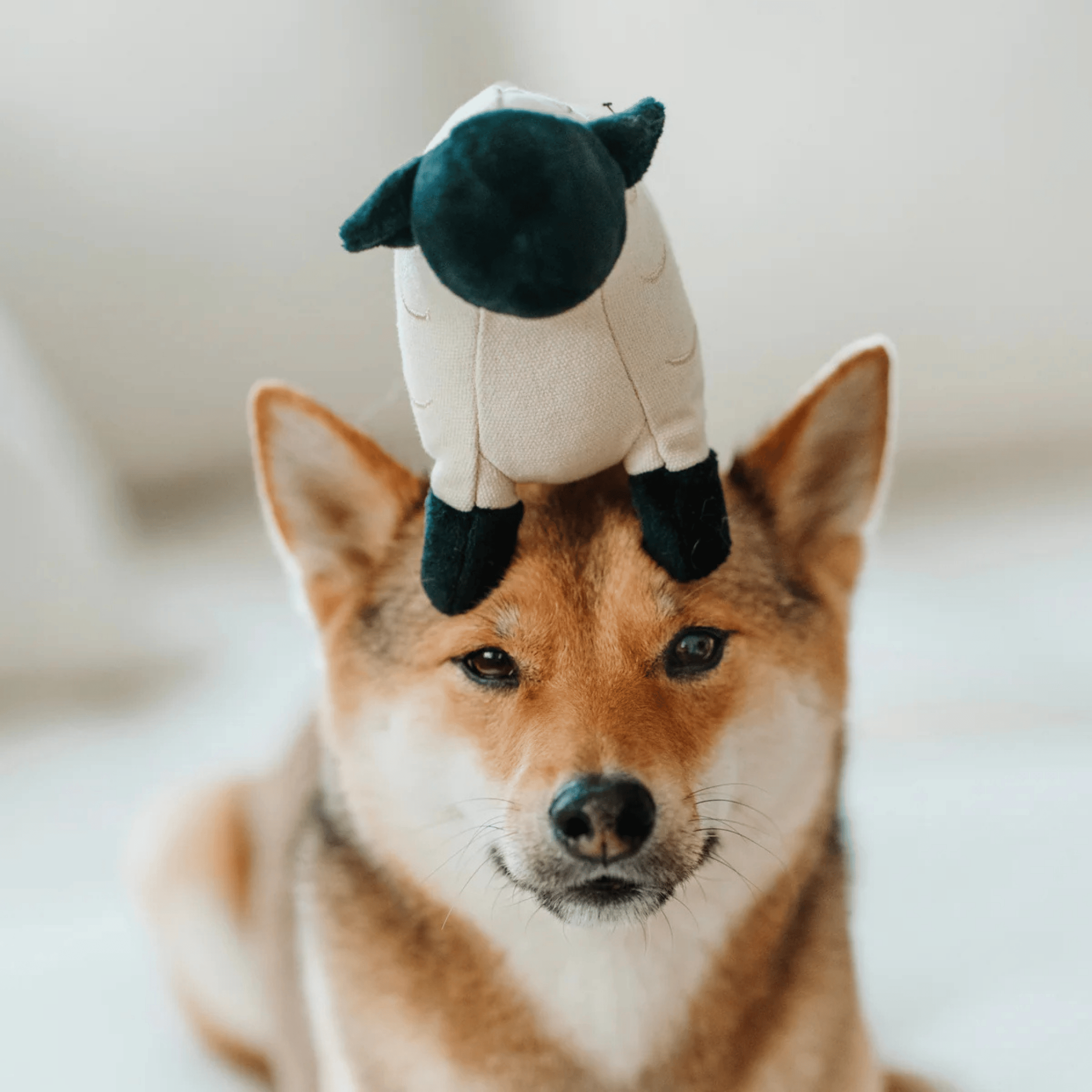 Lambwolf Collective - DOLLY