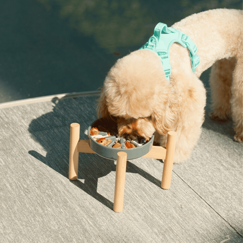 [SET SPARK] Slow Feeder Dog Bowls - Blue S