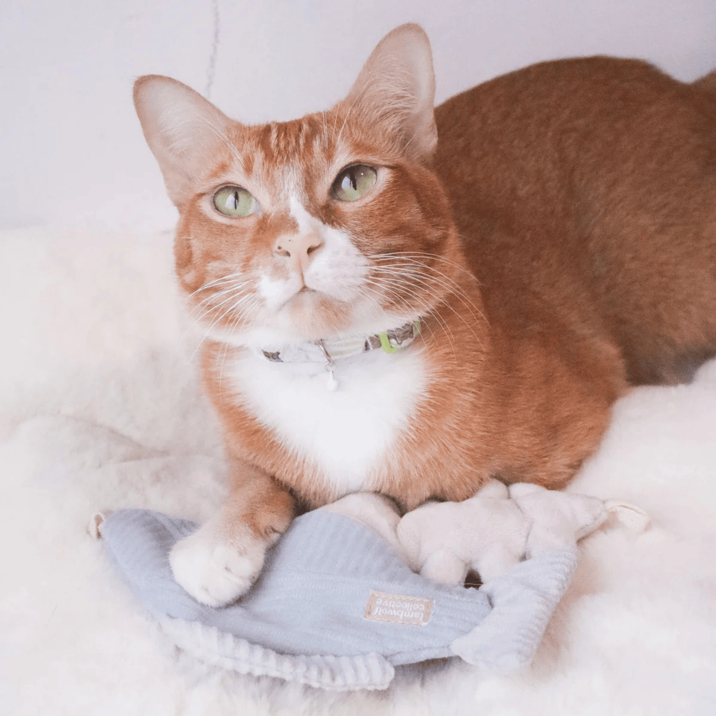 Lambwolf Collective - KITTY TROUT