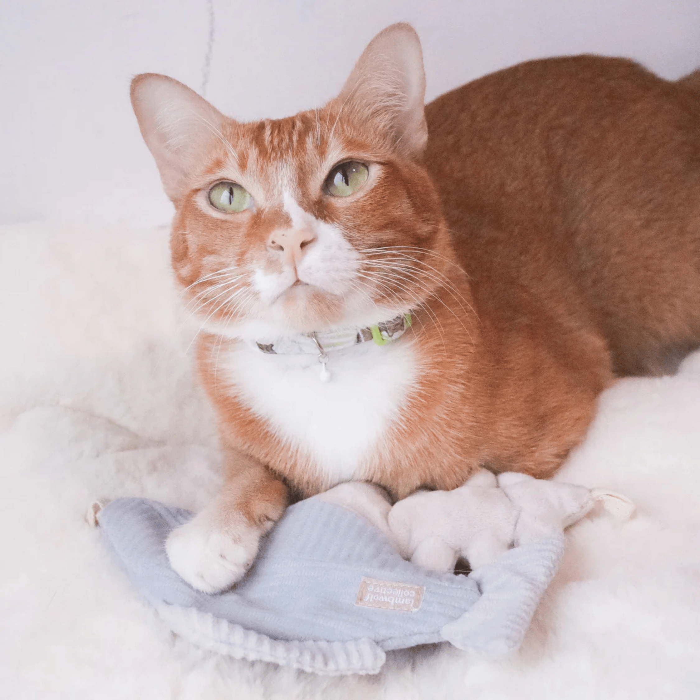 Lambwolf Collective - KITTY TROUT