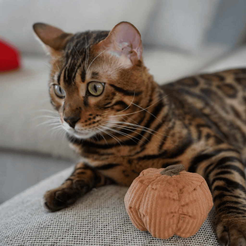 Lambwolf Collective - KITTY VEGGIE