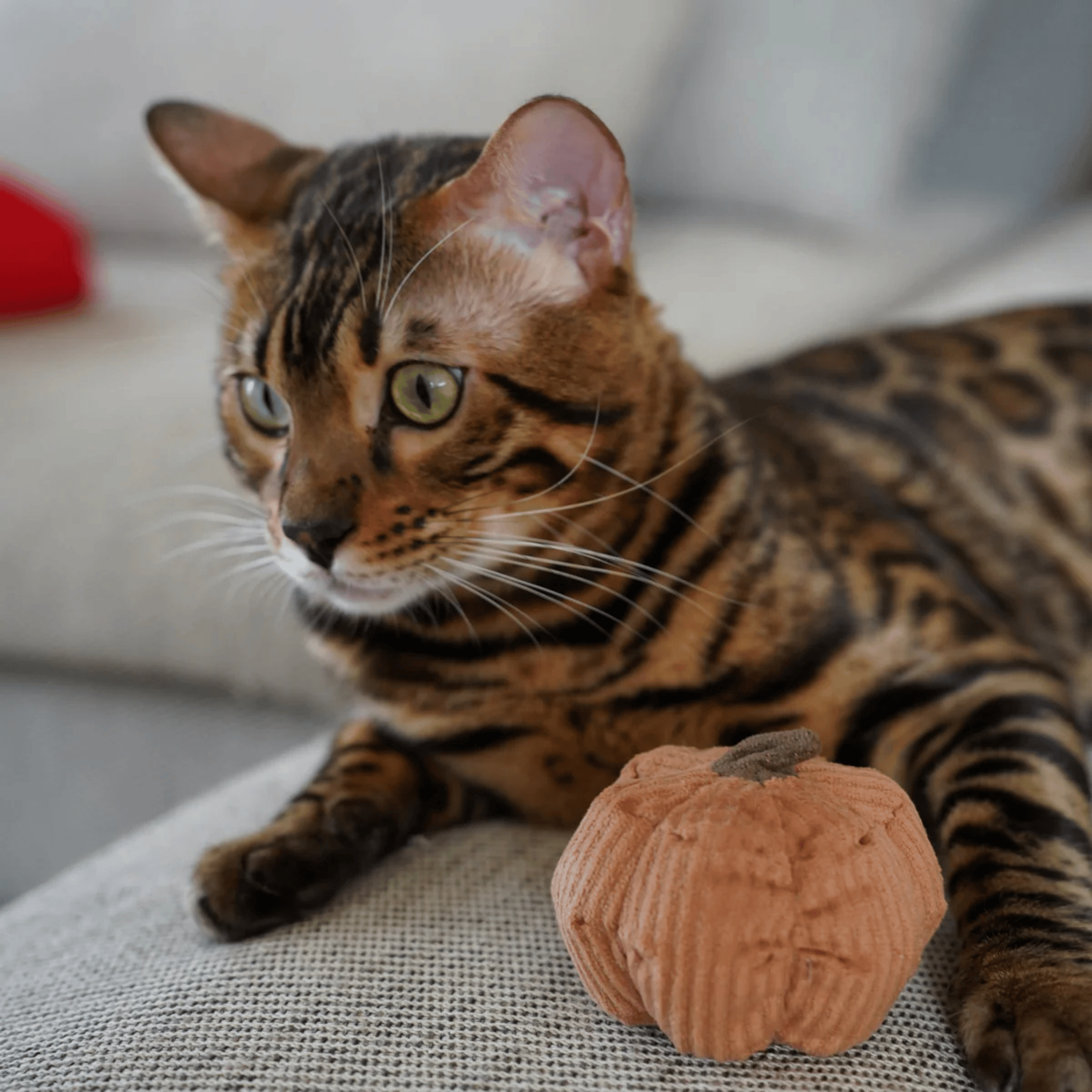 Lambwolf Collective - KITTY VEGGIE