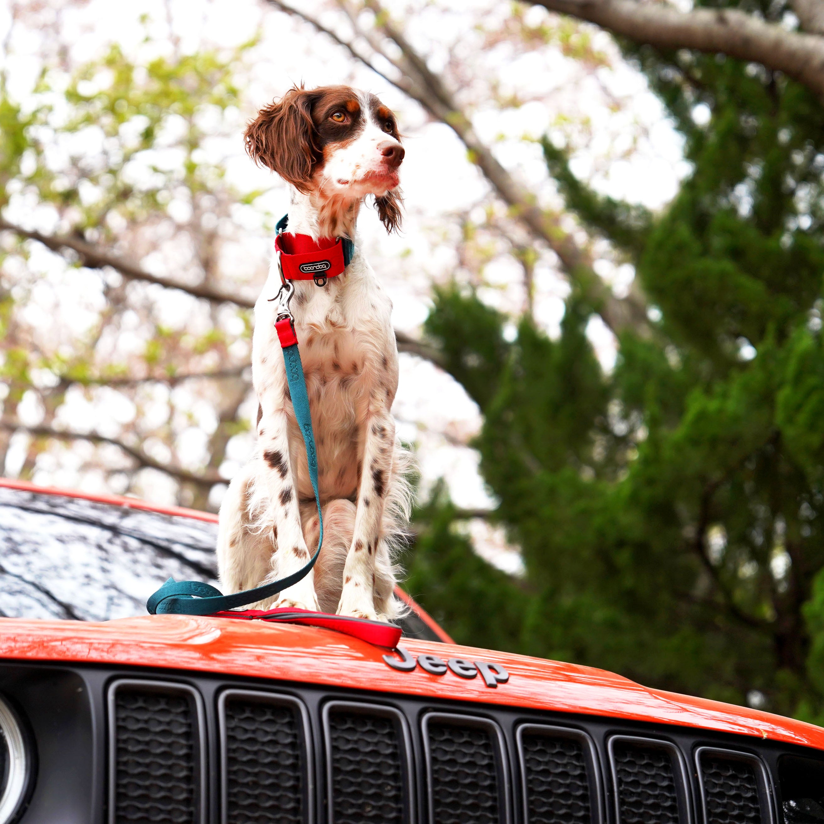 [BOONDOG] Martingale Wide Collar GREEN