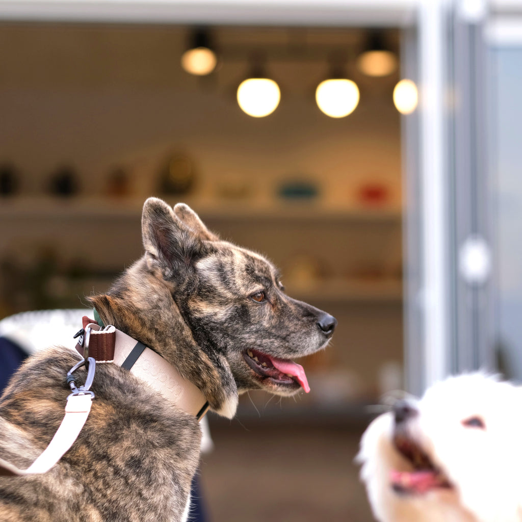 [BOONDOG] Martingale Wide Collar Beige-Brown