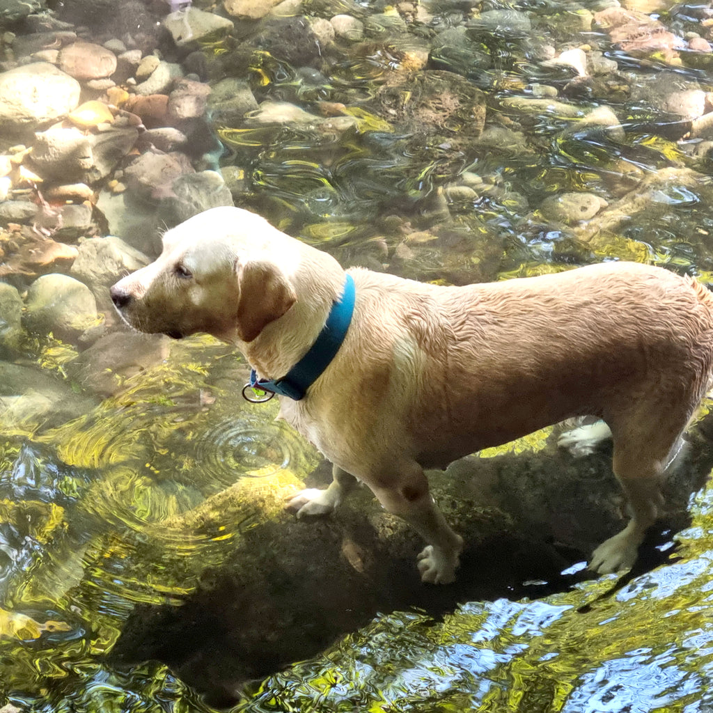 [BOONDOG] Martingale Wide Collar Aqua Pink