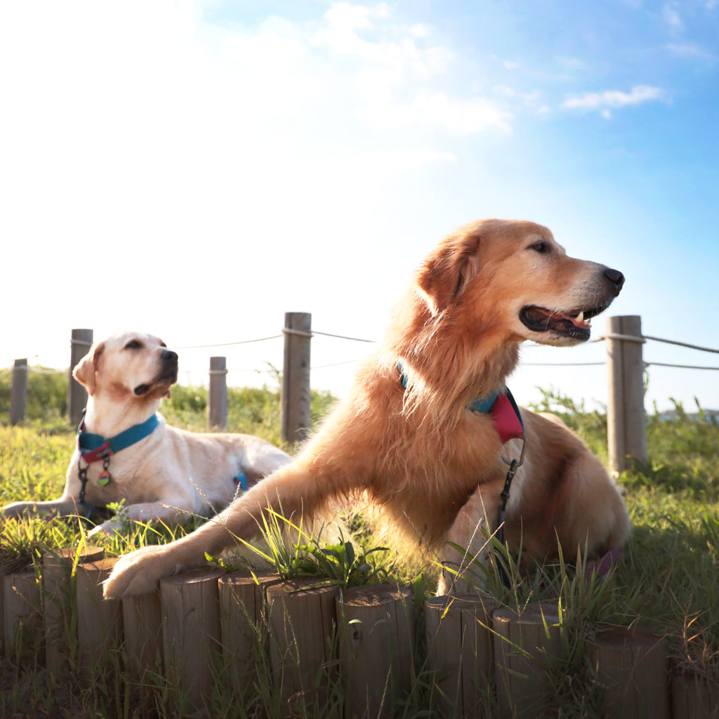 [BOONDOG] Martingale Wide Collar Aqua Pink
