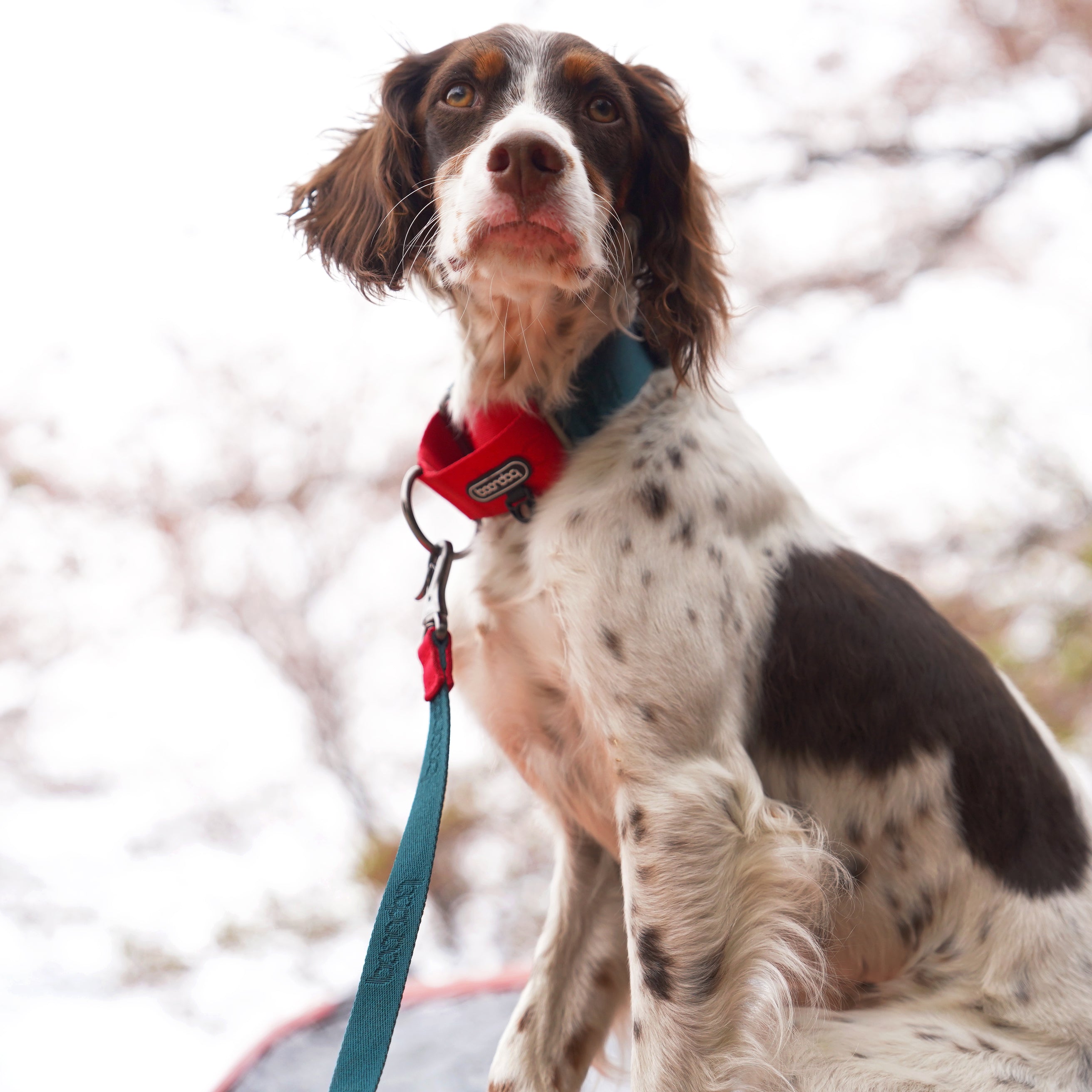 [BOONDOG] Martingale Wide Collar GREEN