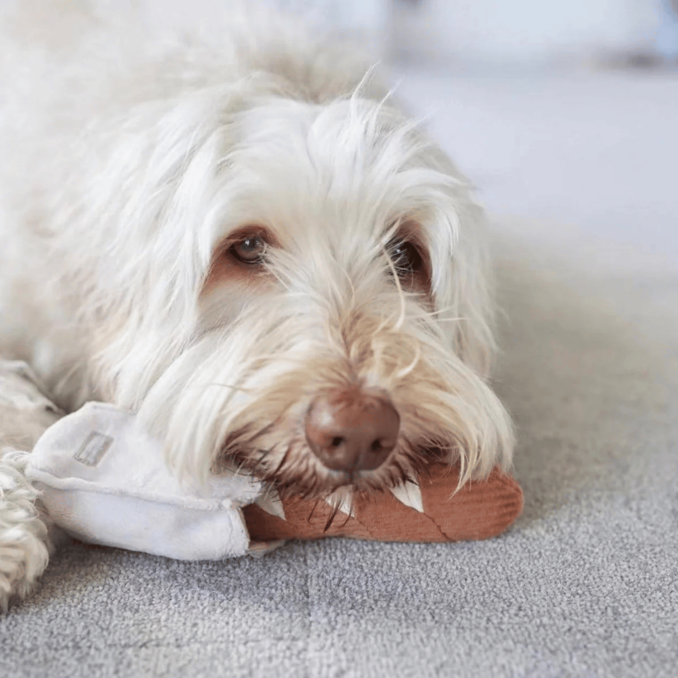 Lambwolf Collective - MINI BAGUETTE