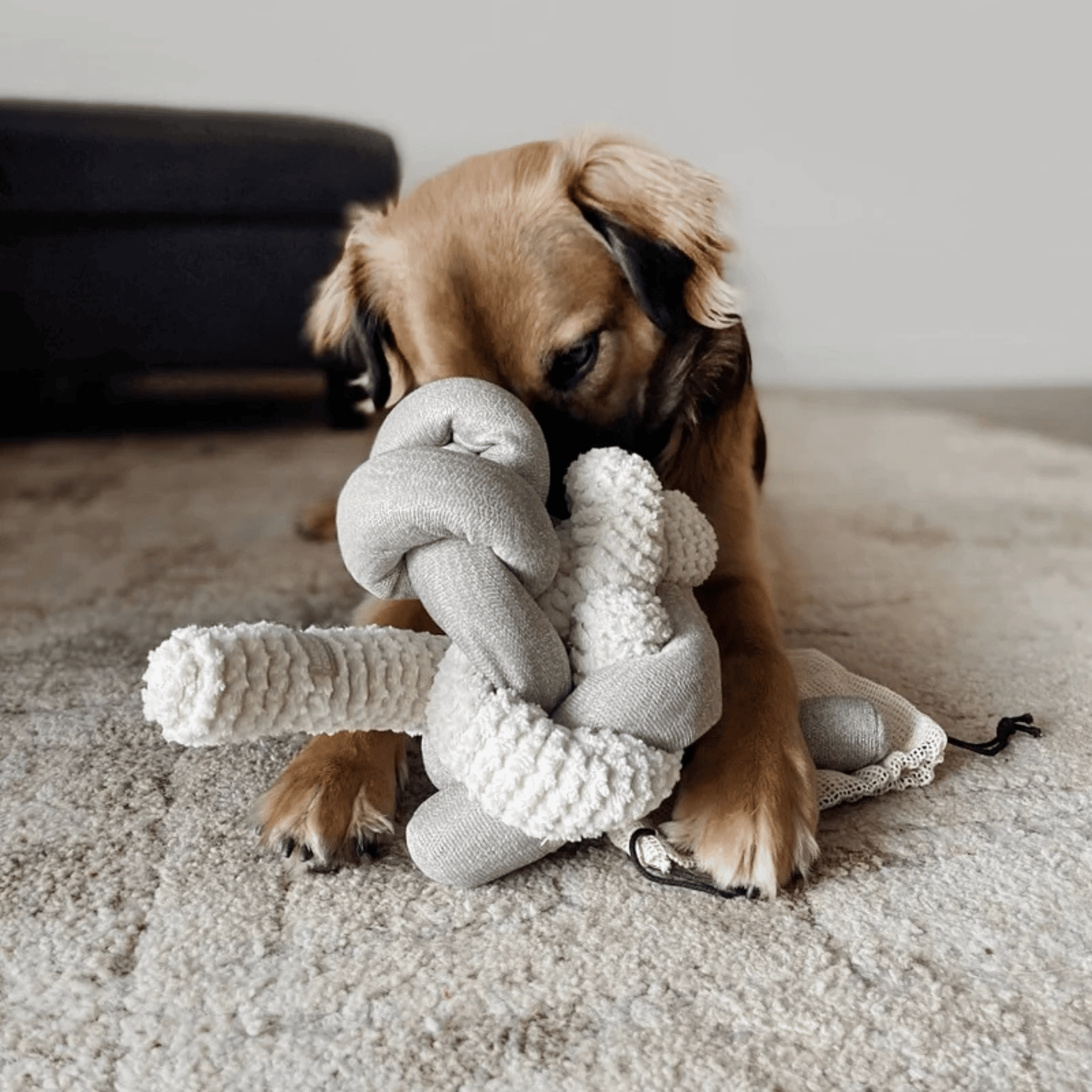 Lambwolf Collective - NOU CREAM