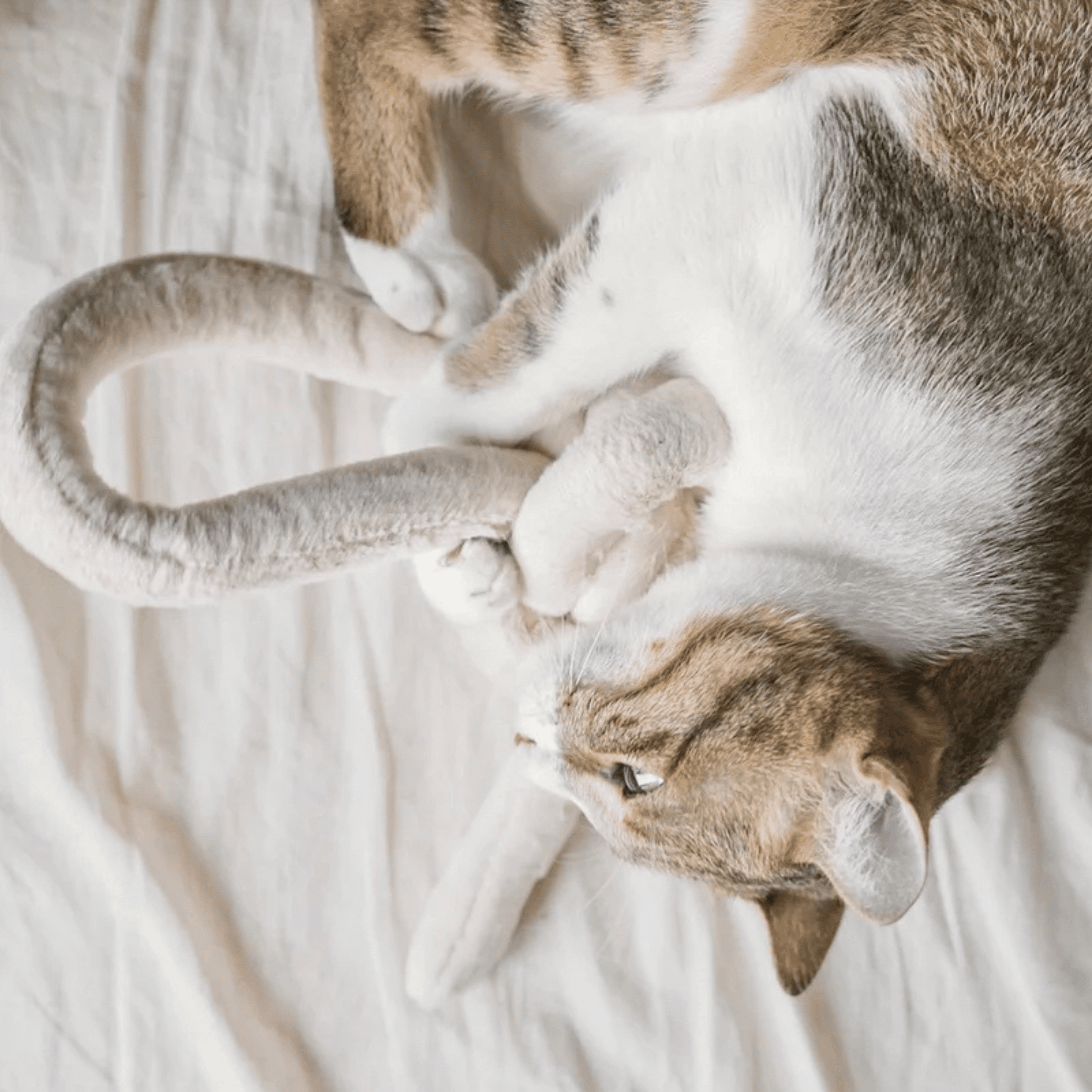 Lambwolf Collective - NOUNOUNOU PEARL