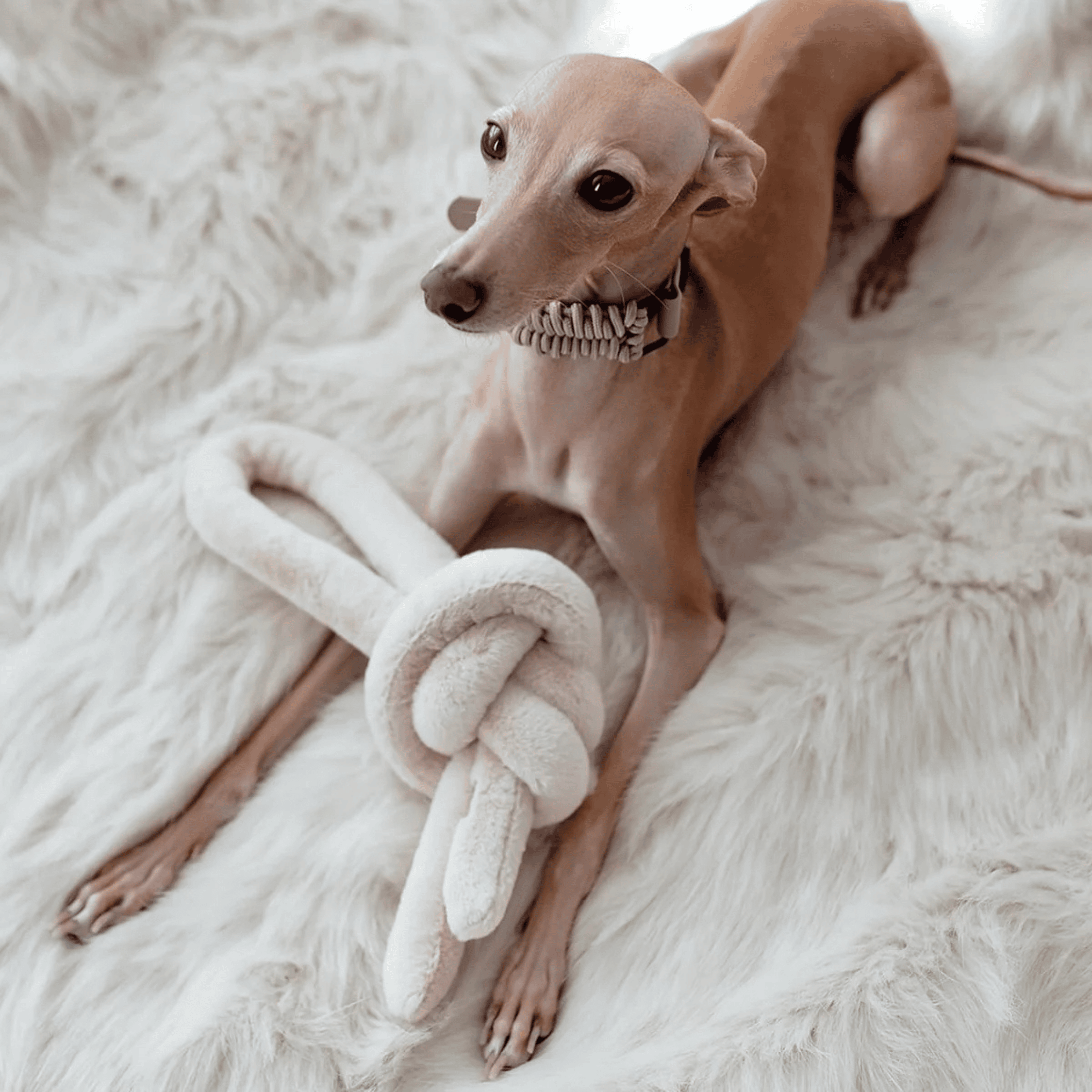 Lambwolf Collective - NOUNOUNOU PEARL