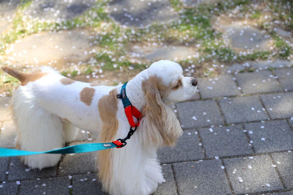 [BOONDOG] Original Martingale Collar Aqua Pink