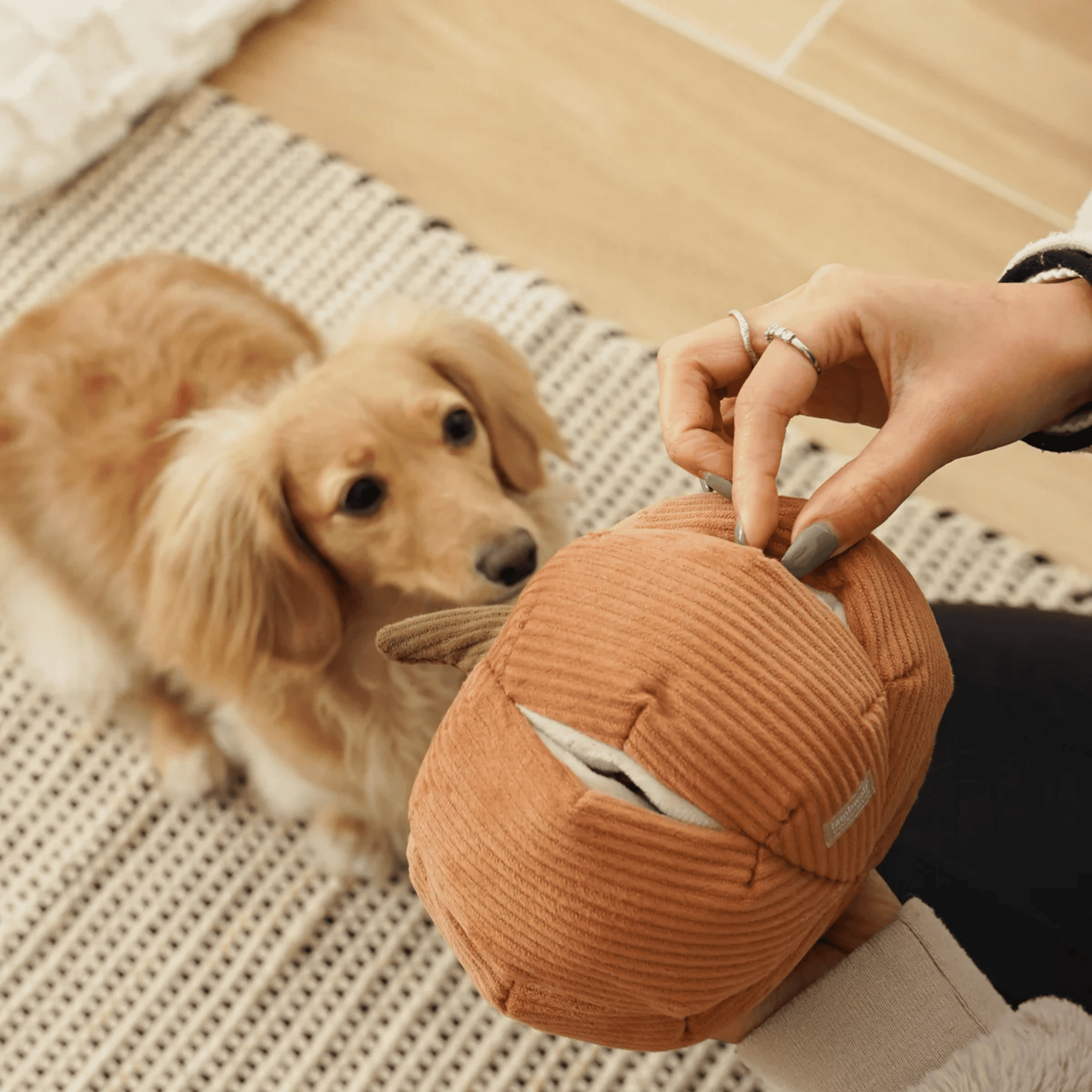 Lambwolf Collective - CINDERELLA