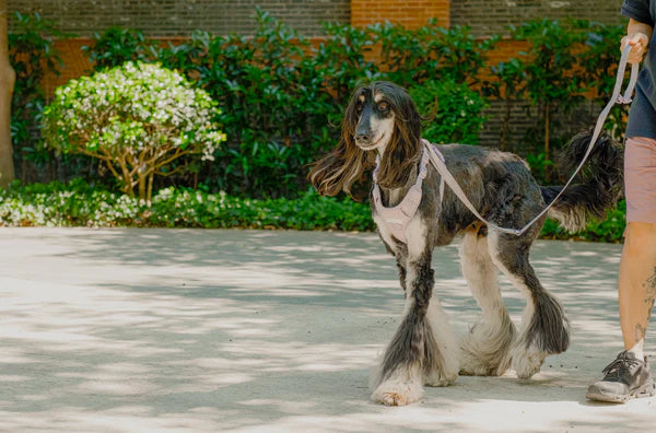 PADDED ACTIVE PET LEASH - MINT PURPLE