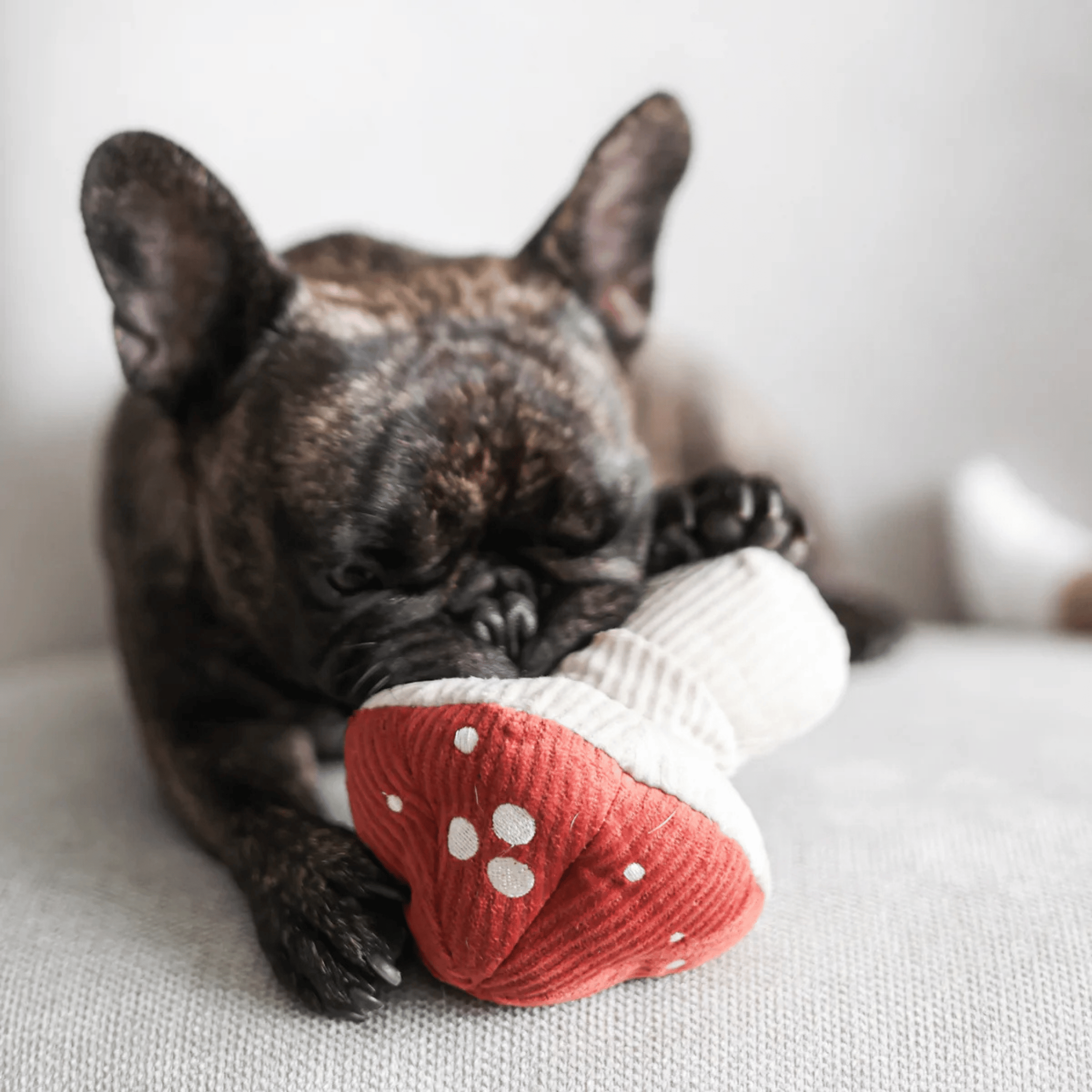 Lambwolf Collective - TOXIC SHROOM