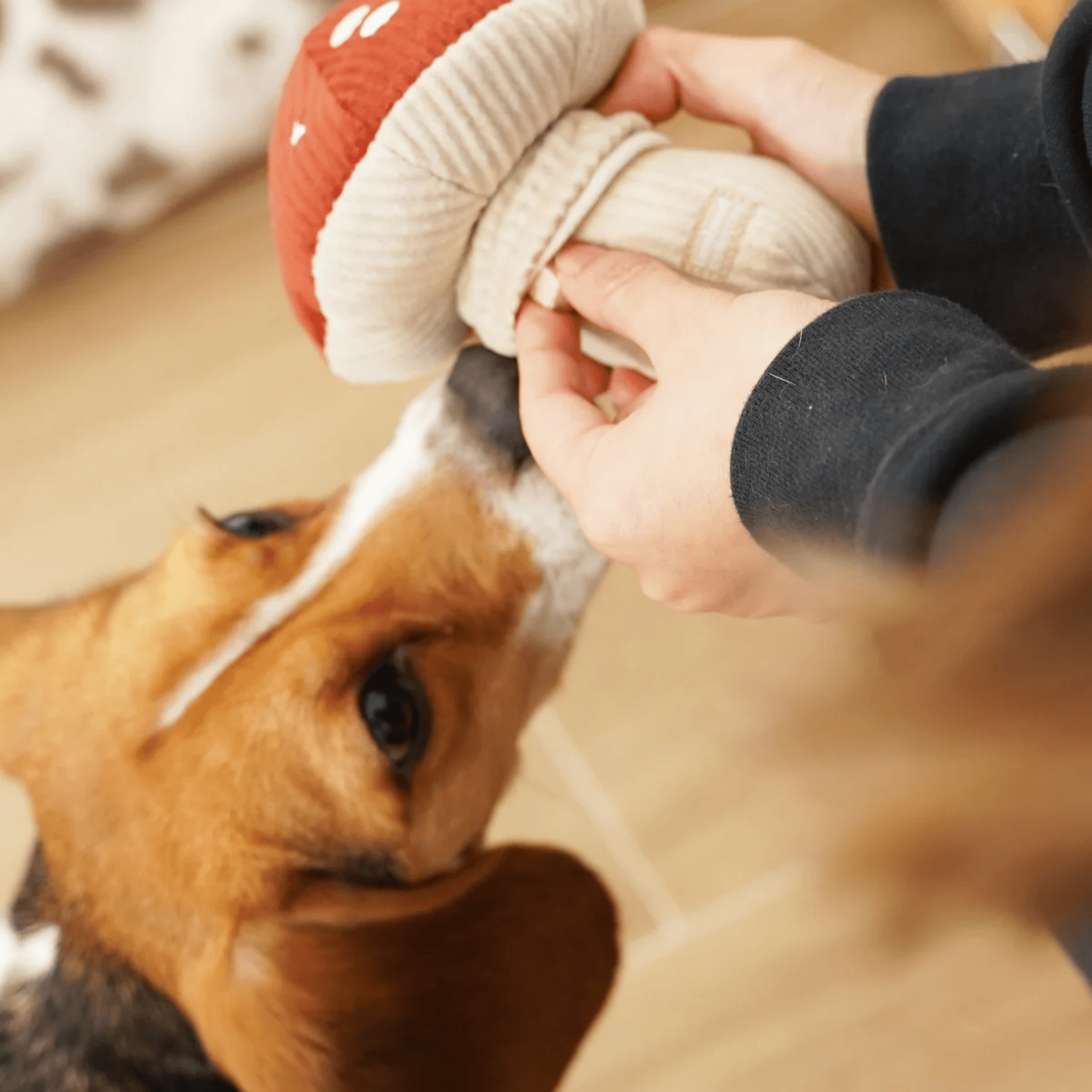 Lambwolf Collective - TOXIC SHROOM