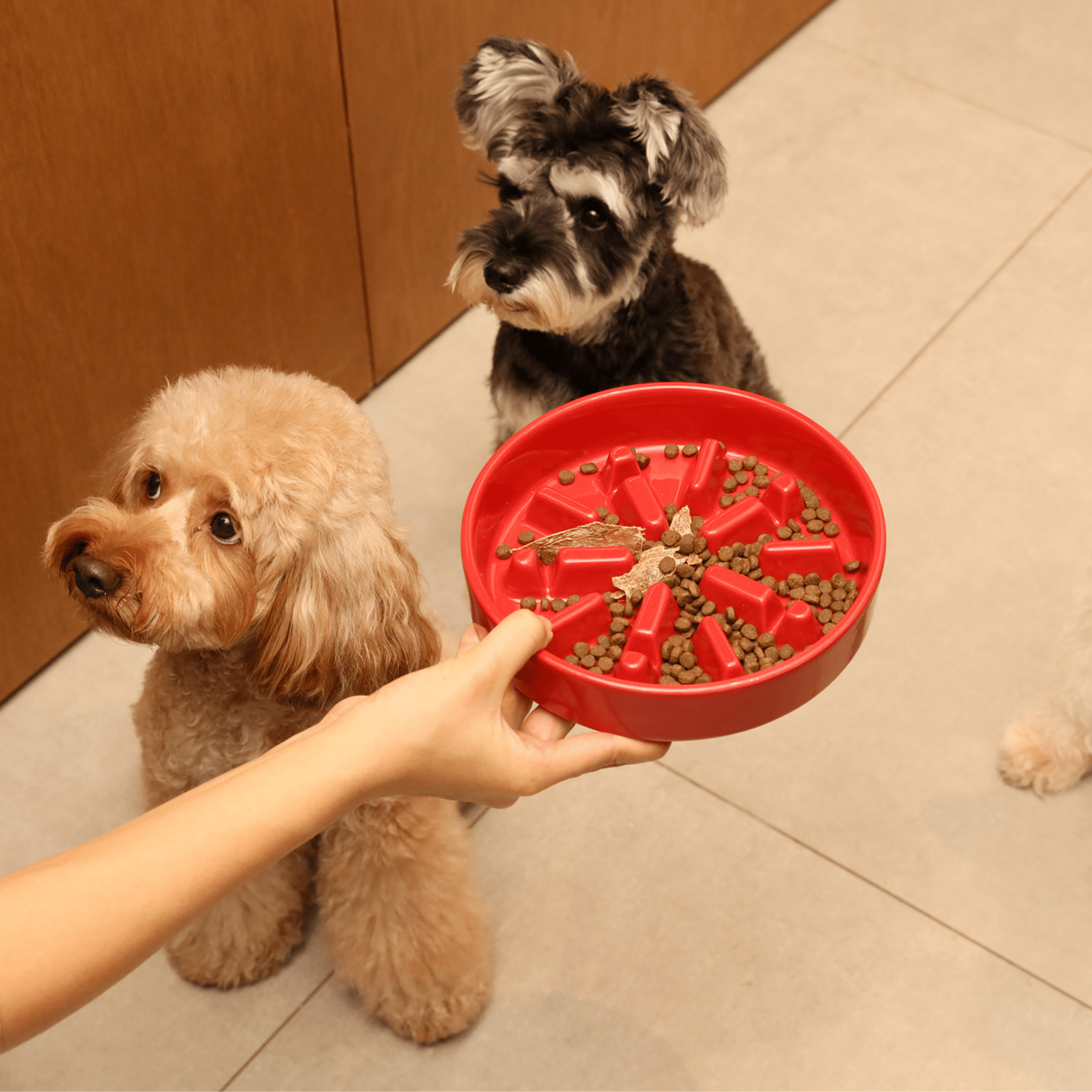 [SET SPARK] Slow Feeder Dog Bowls - Red M